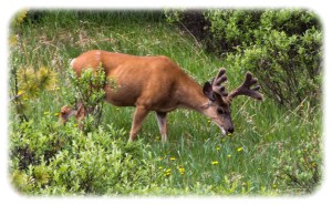 Rare sighting of caribou