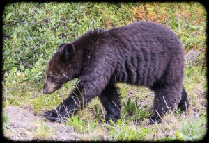 Roadside bear again