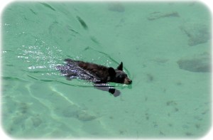 Bear swimming across lake