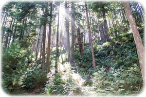 Willapa Wildlife Refuge