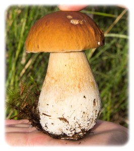 Bolete treat on the beach