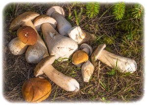More boletes "porcini"
