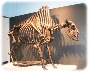 Ancient bison ancester fossils recovered from Tar Pits