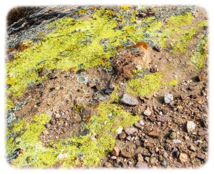 Beautiful lichen decomposing rock