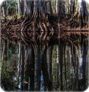 Cypress reflections