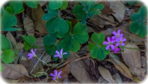 Edible sorrel