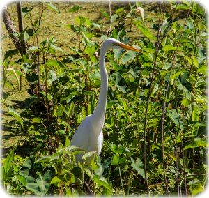 Great Egret
