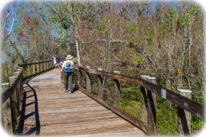 Boardwalk to Lake Apopka