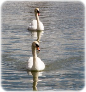 Lakes and swans